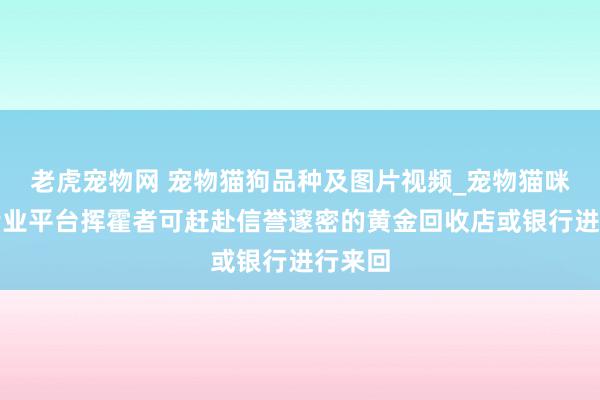 老虎宠物网 宠物猫狗品种及图片视频_宠物猫咪狗狗专业平台挥霍者可赶赴信誉邃密的黄金回收店或银行进行来回